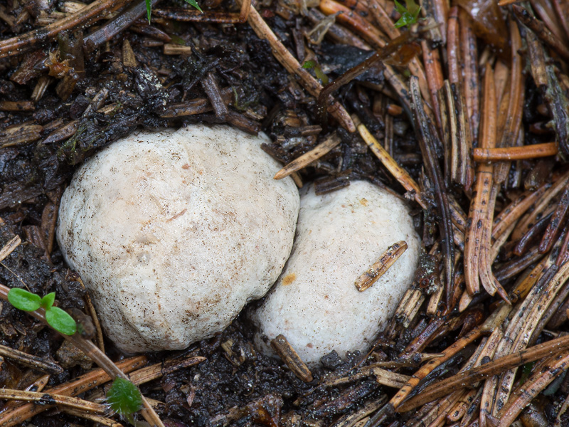 Hysterangium crassum